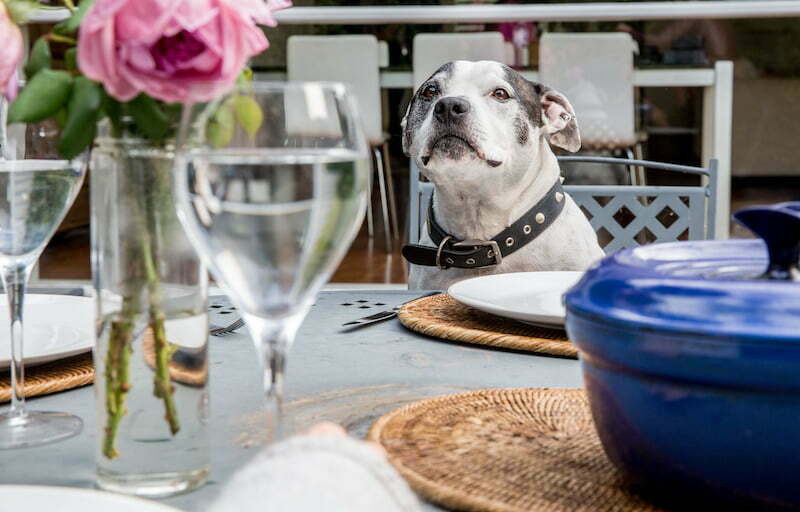 New pet laws take a bite out of landlords rights